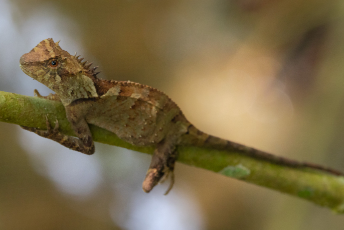 Thằn lằn gai nâu (Acanthosaura lepidogaster)